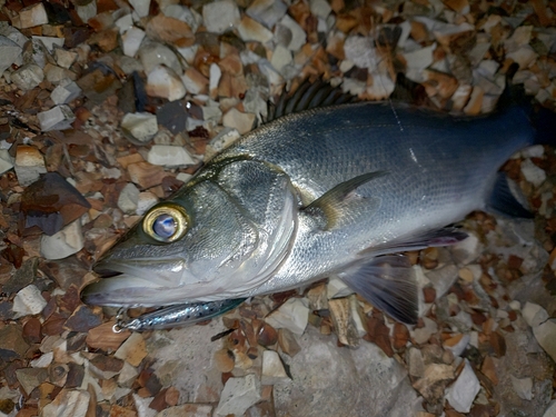 セイゴ（ヒラスズキ）の釣果