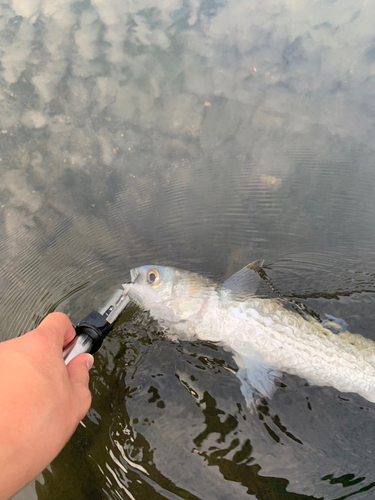 ボラの釣果