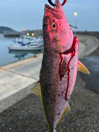 ヤズの釣果