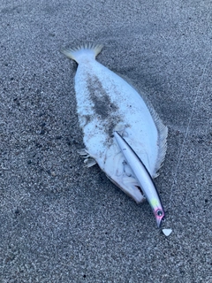 ソゲの釣果