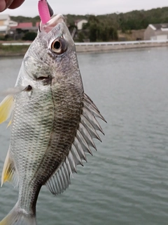 キビレの釣果