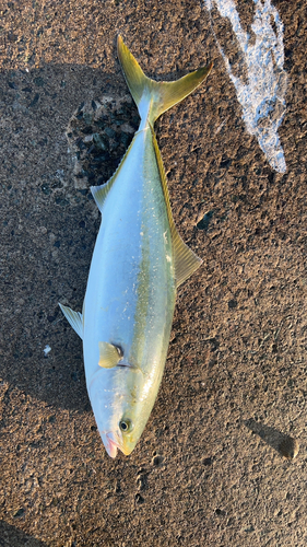 イナダの釣果