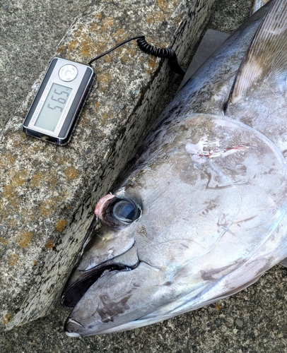 キハダマグロの釣果