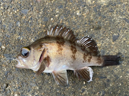 アカメバルの釣果