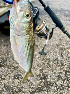 コノシロの釣果