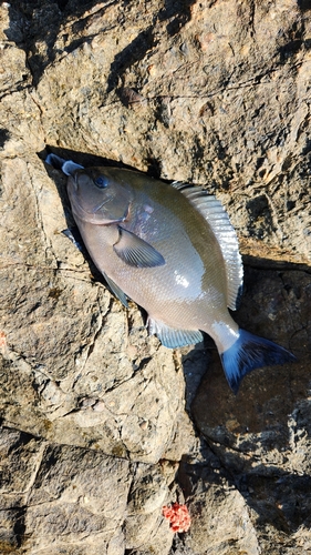 オナガグレの釣果