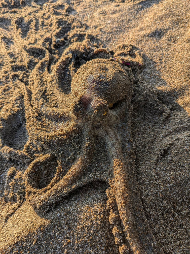 タコの釣果