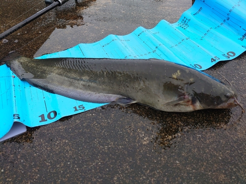 ナマズの釣果