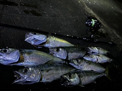 サバの釣果