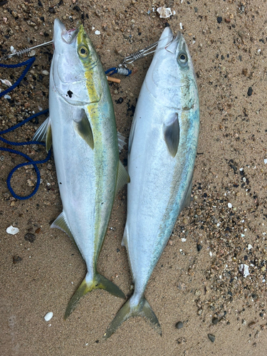 ブリの釣果