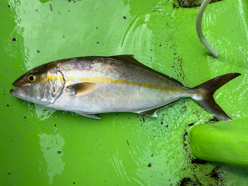 ショゴの釣果