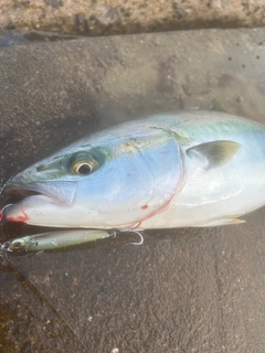 ヤズの釣果