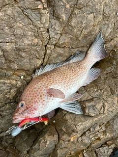 オオモンハタの釣果