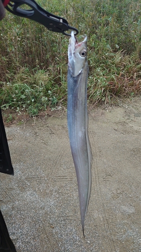 タチウオの釣果