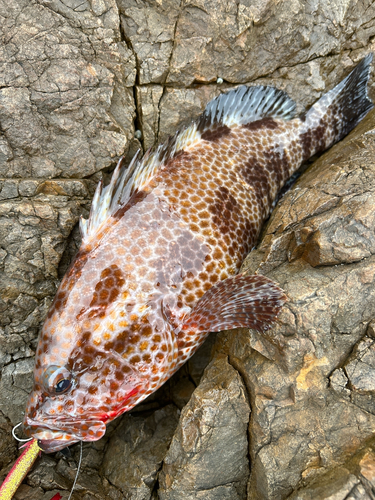 オオモンハタの釣果