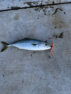 イナダの釣果