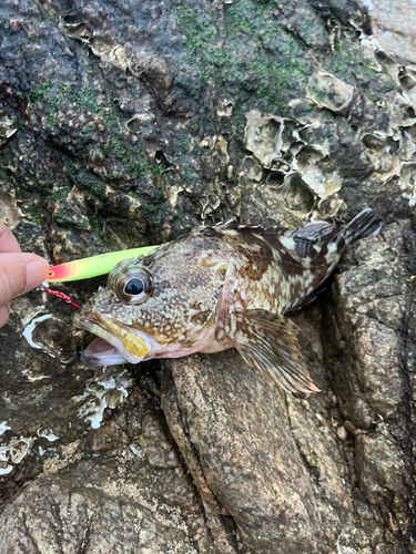 アラカブの釣果