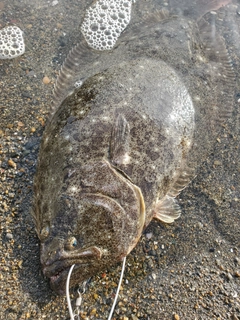 ヒラメの釣果