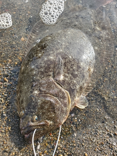 ヒラメの釣果