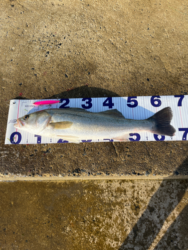 シーバスの釣果