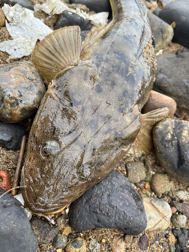 マゴチの釣果