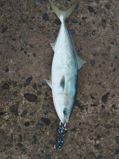 メジロの釣果