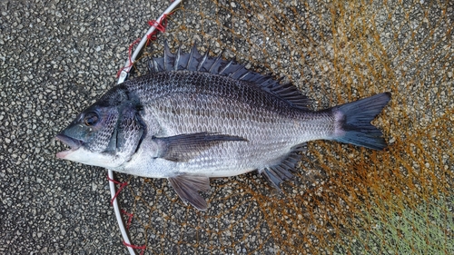 チヌの釣果