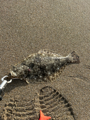 ソゲの釣果