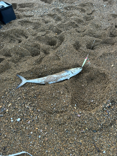 サゴシの釣果