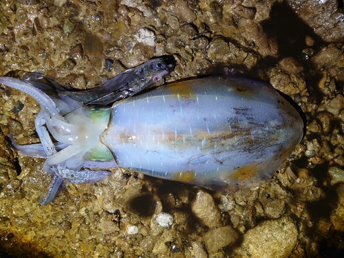 アオリイカの釣果