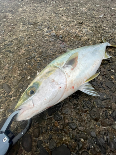 ヤズの釣果