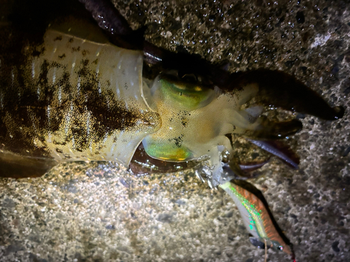 アオリイカの釣果