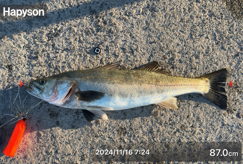 シーバスの釣果