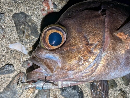 メバルの釣果