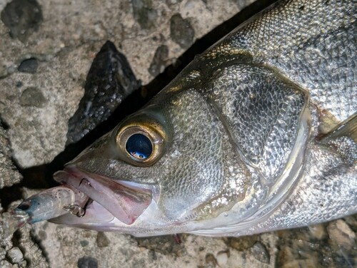 ヒラスズキの釣果