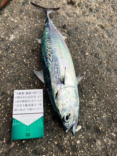 メジマグロの釣果