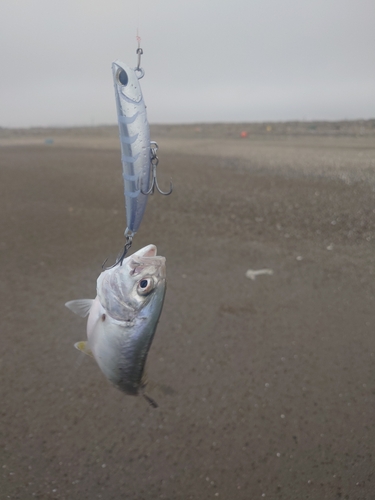 メッキの釣果