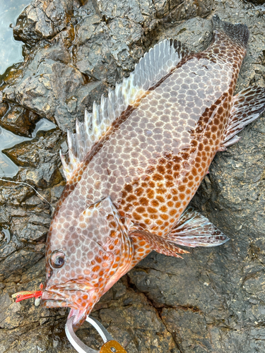 オオモンハタの釣果