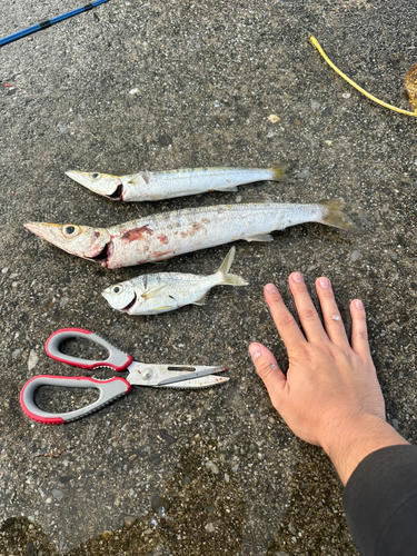 カマスの釣果