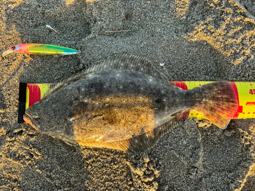 ヒラメの釣果