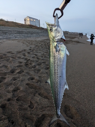 サゴシの釣果