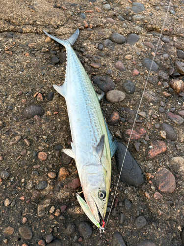 サゴシの釣果