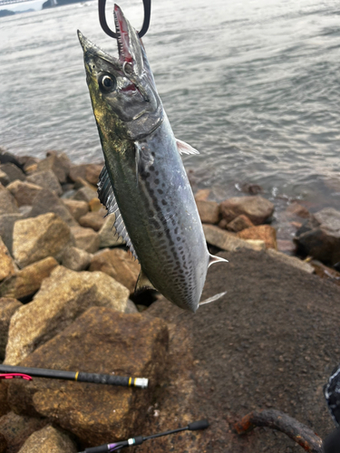 サゴシの釣果