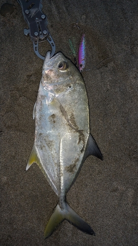 メッキの釣果