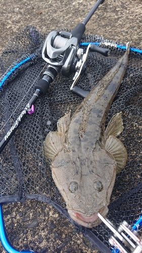 マゴチの釣果