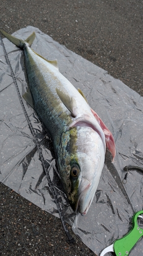 ブリの釣果