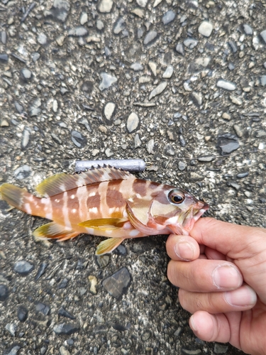 アカハタの釣果