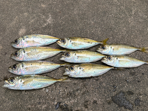 アジの釣果