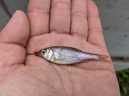 ヤリタナゴの釣果