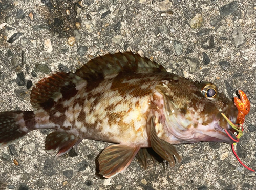 カサゴの釣果